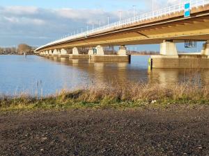 dog, river, bridge