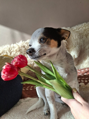 dog