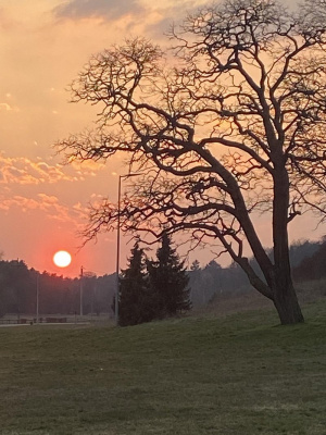 sky, branch, sunset
