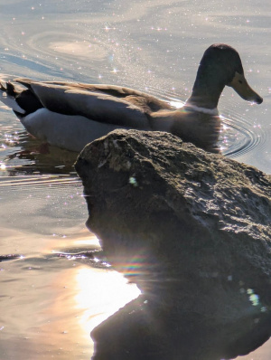 bird, duck, waterfowl