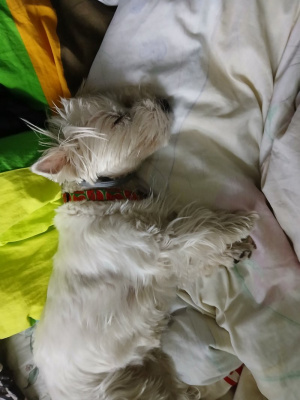 dog