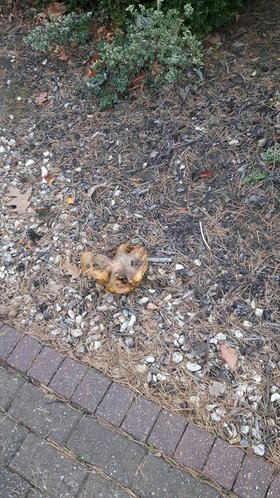 Najładniejsze zdjęcie użytkownika pawcio22 - 