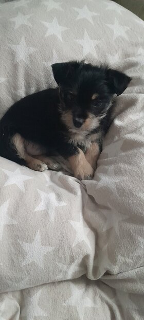 Najładniejsze zdjęcie użytkownika sokolowskakaroli76 - 