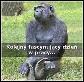 Najładniejsze zdjęcie użytkownika lysy7419741979 - 