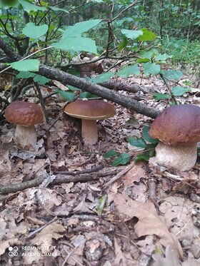 Najładniejsze zdjęcie użytkownika kamanna554 - 