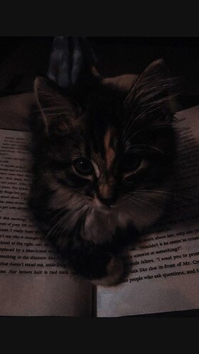 Najładniejsze zdjęcie użytkownika Mariola2255 - 