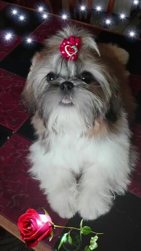 Najładniejsze zdjęcie użytkownika iwsiew1 - 