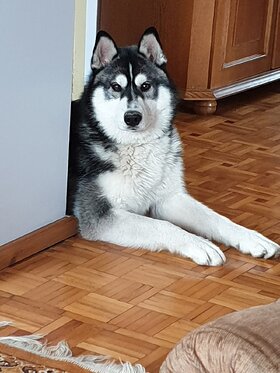 Najładniejsze zdjęcie użytkownika Lucyfer49 - 