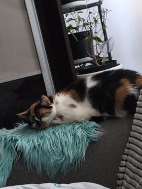 Najładniejsze zdjęcie użytkownika monikamazur655 - 