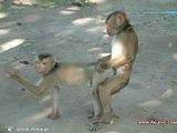 Foto pengguna lynxik