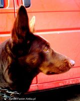 Zdjęcie użytkownika HarderFaster