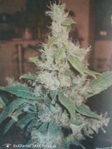 Photos XxXDavid25XxX