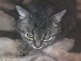 Фотография пользователя JoAsia304