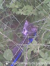 Фото користувача OoOoWikuSsSsSsOoOo