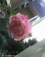 Zdjęcie użytkownika Alexia008