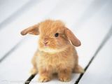 Foto pengguna wwwAgNiEsIawww
