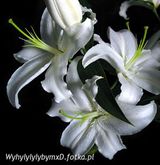 Фотография пользователя WyhylylylybymxD