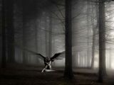 Benutzerfoto werciabook