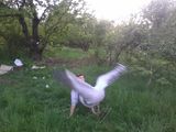 Foto utilizatorului cebo5