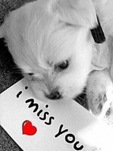 Benutzerfoto Mysia01