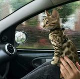 Zdjęcie użytkownika MuhamadA