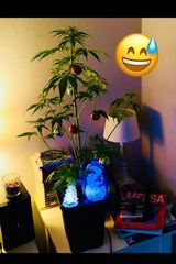 Fotka uživatele PiterskiNL