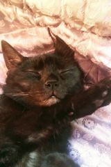 Benutzerfoto KotTajfun