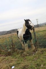 Benutzerfoto PimpusSadelko