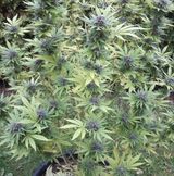 Fotka uživatele TomaszMoraczynski