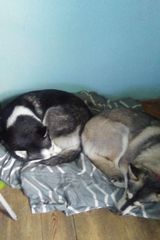 Zdjęcie użytkownika DominikLegia