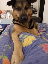 Foto pengguna LevonKocharyan