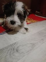 Foto pengguna pogoo14525