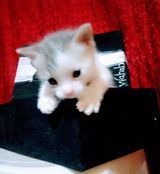 Zdjęcie użytkownika AbdelwahabBo