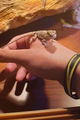 Foto utilizatorului KuzynLucyfera