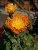 Фотография пользователя StanKopytko