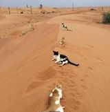 Foto utilizatorului Ihsannaoura81