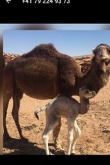 Фото користувача Ousama2000