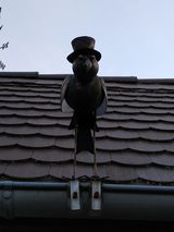 Photos MarcinLewandowsk59