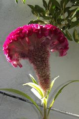 Foto utilizatorului YoughourtaR