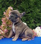 Fotos Davidsonharleyjoh