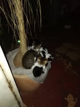 Foto utilizatorului RobyDamian