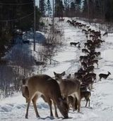 Foto pengguna Belaidi