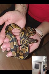 Fotka uživatele RogalaMi