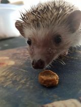 Фотография пользователя kijciwcos
