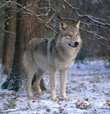 Fotka uživatele Wolf42