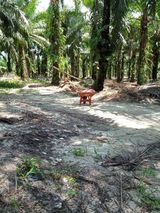 Zdjęcie użytkownika Yogacahyo