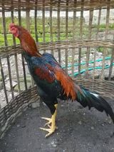 Benutzerfoto Wahyuagung