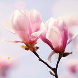 Фотография пользователя Codalos