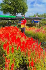 Zdjęcie użytkownika Helvianloiyo