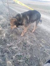 Foto utilizatorului Dziku